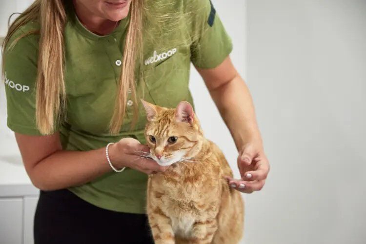 Advies in de winkel - kat